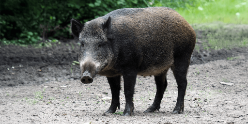 Wildschwein (Foto: Ed van Duijn / unsplash.com)
